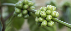 What is Coffee 2025?