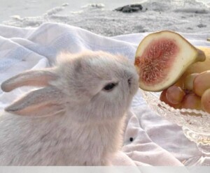 The Year of the Rabbit. How to please Rabbit and get good luck in 2023.
